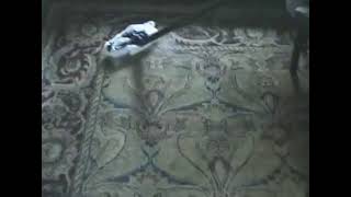 Carpeted Floors - THERMA-STEEM®
